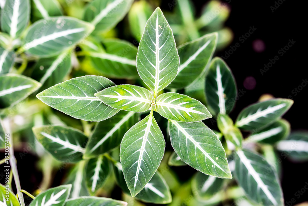 Detail of the green leaf with white color inside. Fresh, clean and nature plant. Detail of the green leaf with white color inside. Fresh, clean and nature plant.