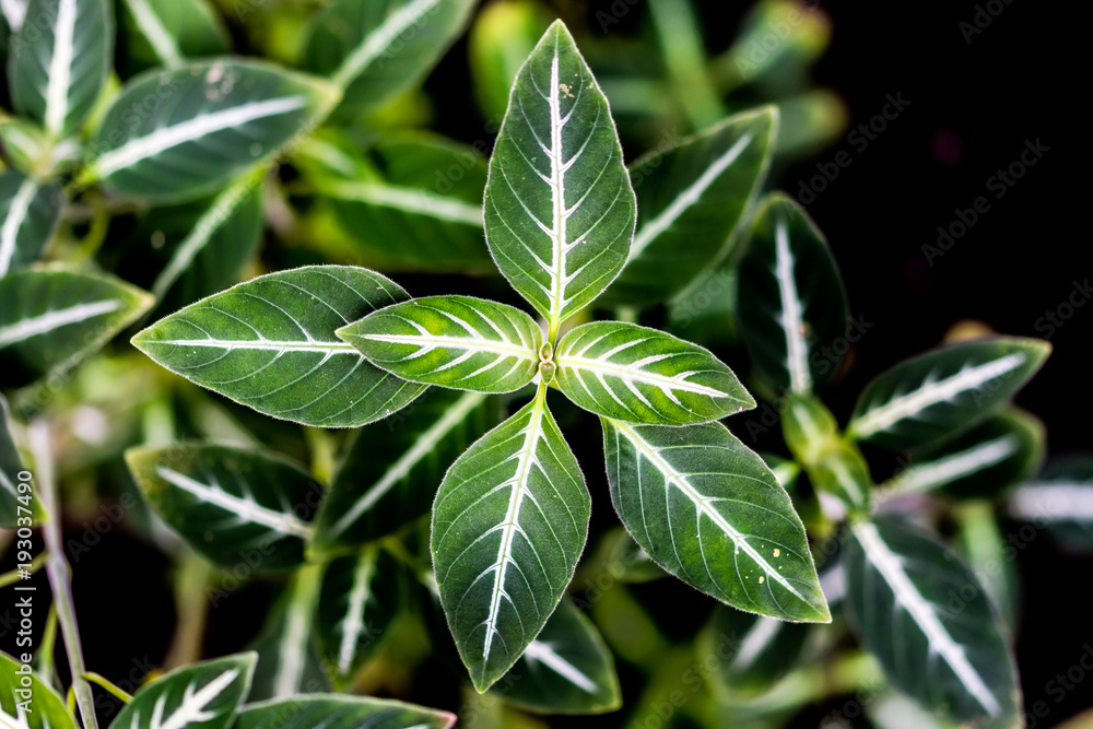 Detail of the green leaf with white color inside. Fresh, clean and nature plant. Detail of the green leaf with white color inside. Fresh, clean and nature plant.