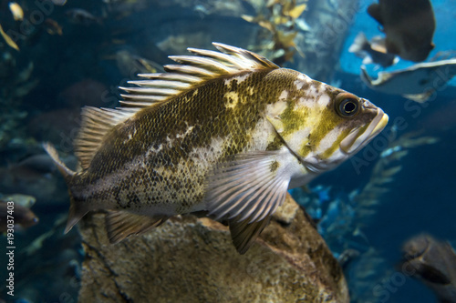 Quillback rockfish  Sebastes maliger   Inhabit rocky bottoms and reefs