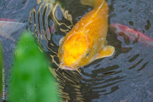 The gold fish in the small pond is looking to green leaves