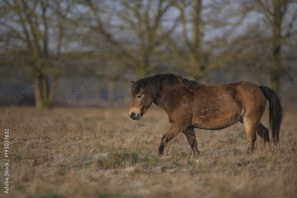 Poney Exmoor Poney Exmoor