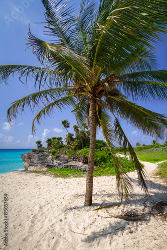 Fototapeta Naklejka Na Ścianę i Meble -  Palm tree at the beach of Caribbean sea in Mexico