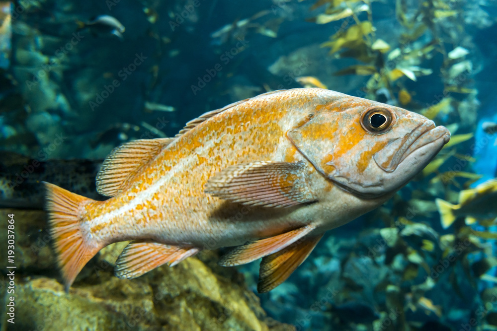 Quillback rockfish (Sebastes maliger), Inhabit rocky bottoms and reefs ...