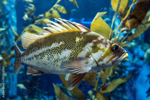Quillback rockfish (Sebastes maliger), Inhabit rocky bottoms and reefs photo