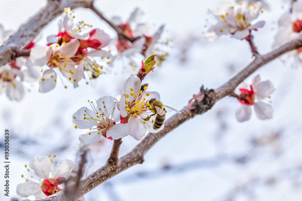 Bee on a flower of apricot tree, macro