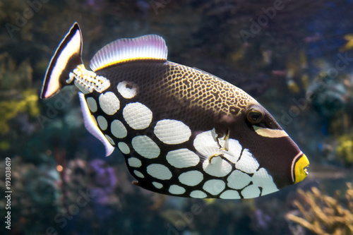 Tropical fish Clown triggerfish, Balistoides conspicillum - sea and ocean fish