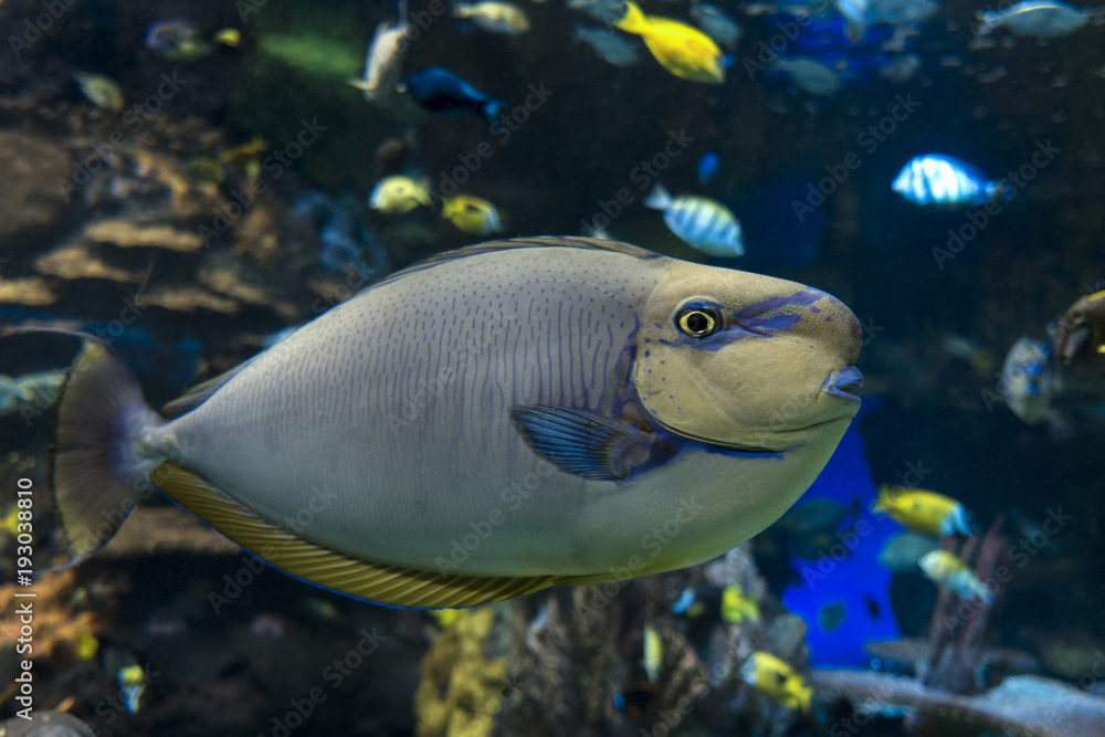 Bignose unicornfish (Naso vlamingii) sea and ocean fish Bignose unicornfish (Naso vlamingii) sea and ocean fish