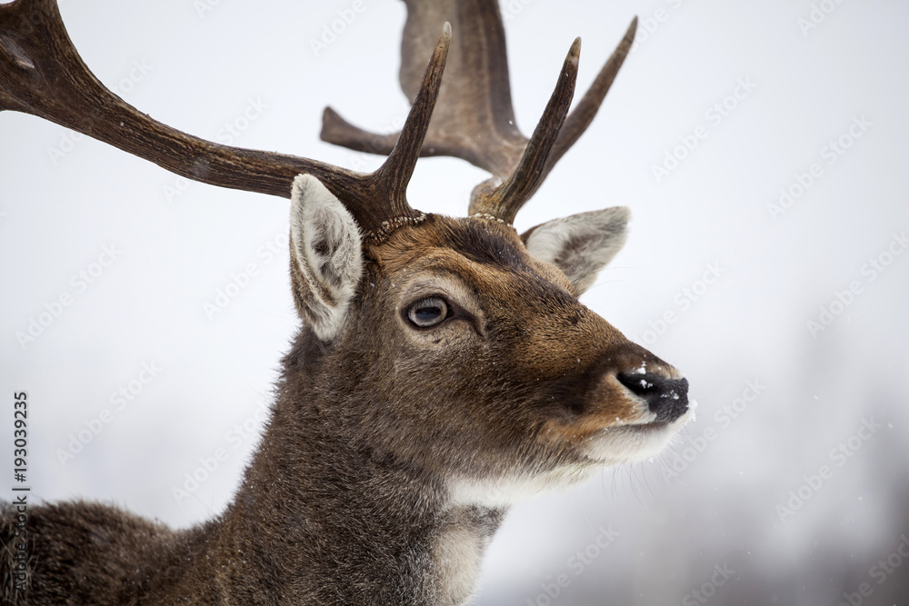 Deer in wintertime Deer in wintertime