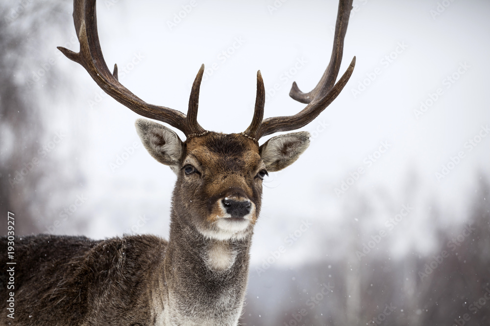 Obraz premium Deer in wintertime
