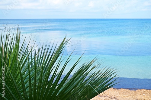 Mediterranean plant on the sea background.