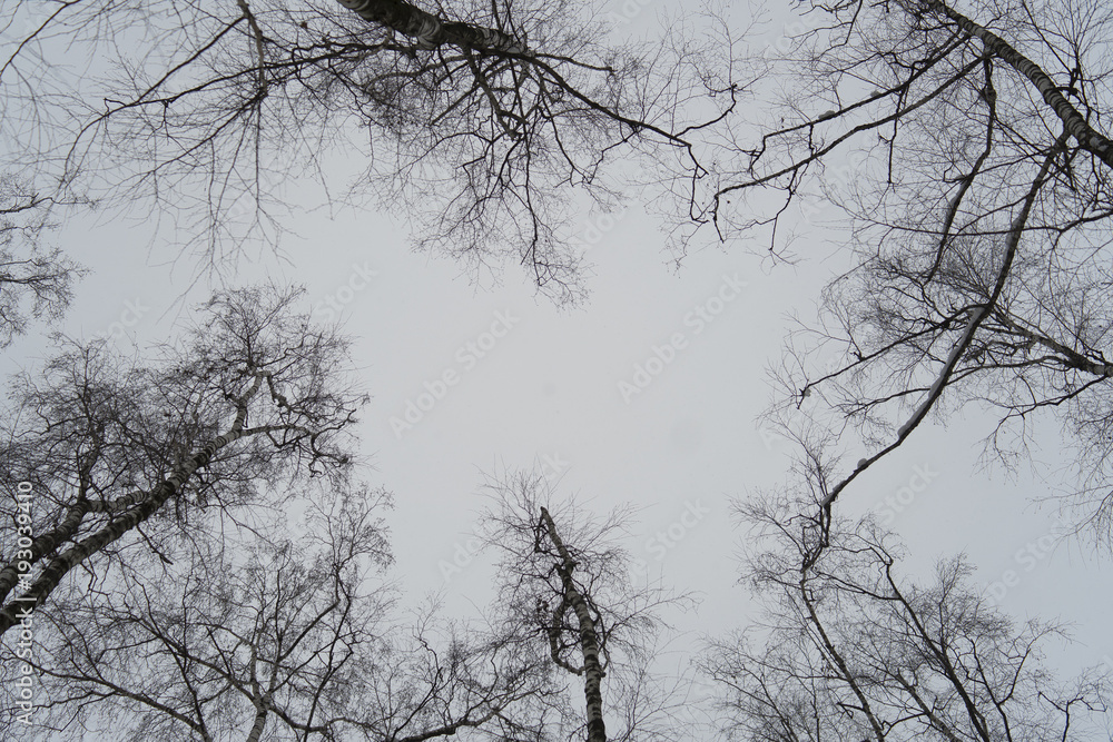 Obraz premium gray sky through the branches of trees
