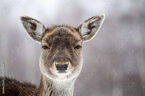 Deer in wintertime