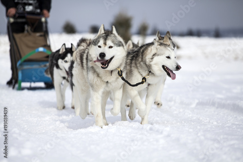 Sledding with husky dogs in Romania