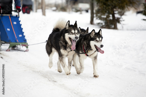 Sledding with husky dogs in Romania