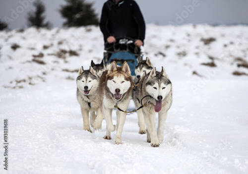 Sledding with husky dogs in Romania