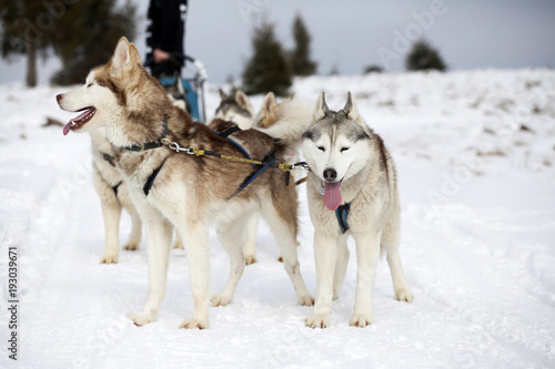 Sledding with husky dogs in Romania © erika8213