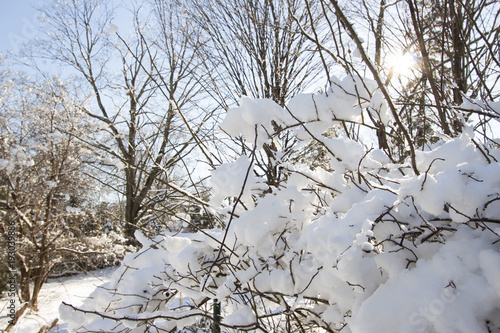 snow on bushes and shrubs