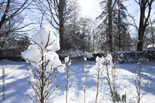 snow on bushes and shrubs