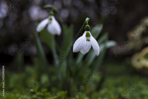 flowers commonly called snowdrop on the rainy day, Galanthus nivalis