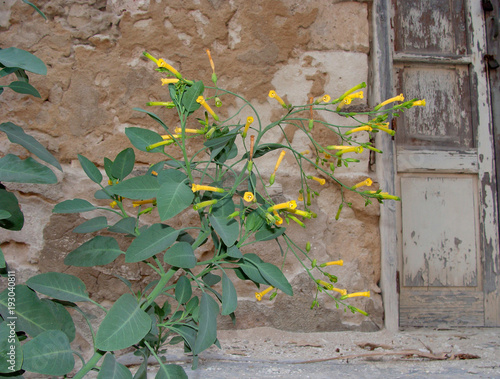 Nicotiana glauca photo