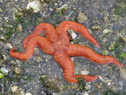Beautiful pink starfish at edge of ocean  Denman Island  BC  Canada