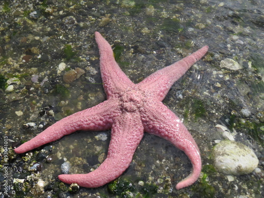 Beautiful pink starfish at edge of ocean, Denman Island, BC, Canada Beautiful pink starfish at edge of ocean, Denman Island, BC, Canada