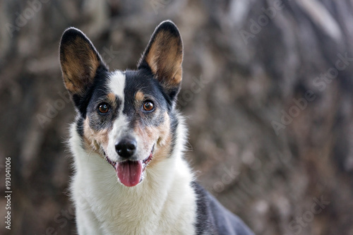 Corgi portrait