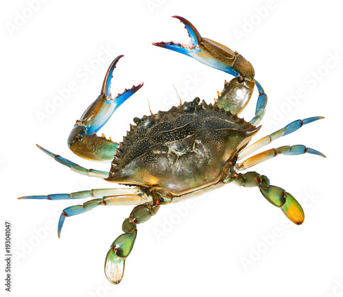 Blue Crab with white background.Top view