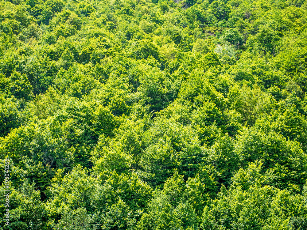 Green trees nature background Green trees nature background