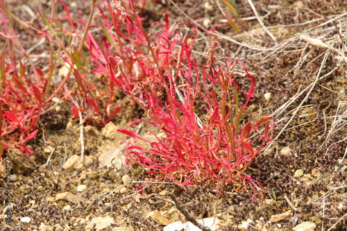 herbe rouge