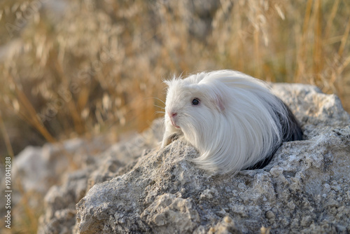 Foto long-haired guinea pig