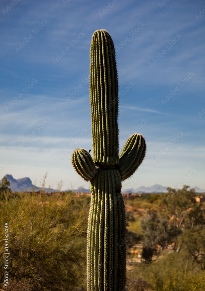 Saguaro Cactus in the Sonoran Desert, Arizona