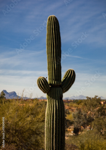 Saguaro Cactus in the Sonoran Desert, Arizona