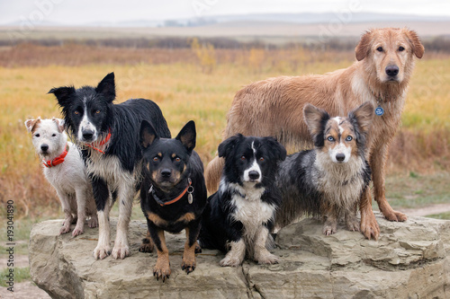 Dirty group of dogs on rock
