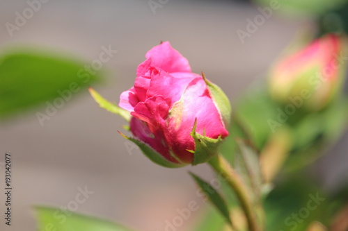 bouton de rose
