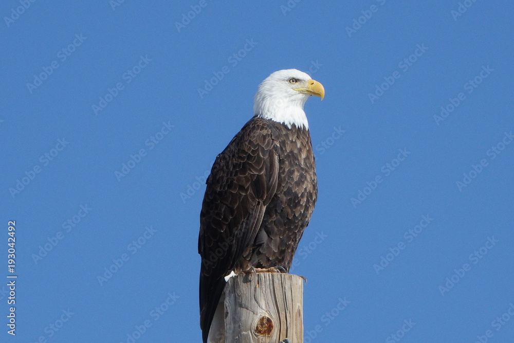 Obraz premium american bald eagle