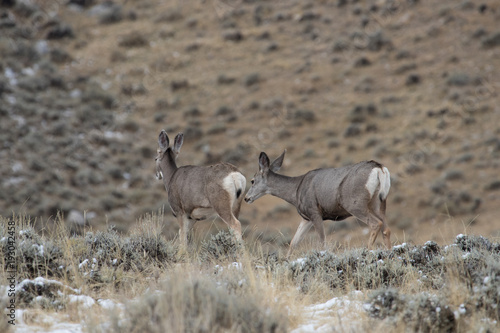 Fototapeta Naklejka Na Ścianę i Meble -  Elk (deer) in Yellowstone National Park	