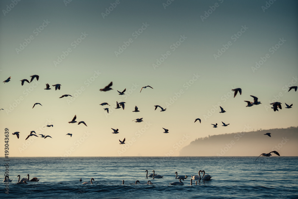 White swans in the sea,sunrise shot White swans in the sea,sunrise shot