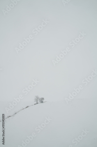 Minimal Snow Scene With Tree © Adam