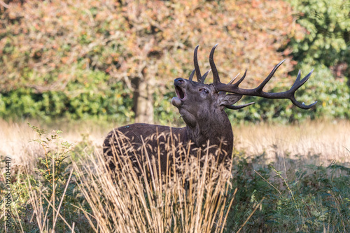 The deer of Richmond park, during the time of heat is a spectacle worth seeing with its great antlers .... © AGUS