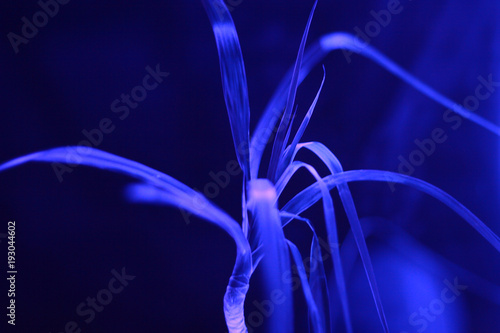 Fotografia Plant Flower Tree with luminescent luminescence neon blue light