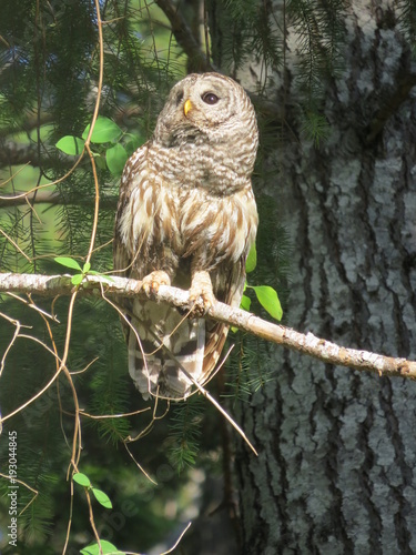 Sweet barred owl sitting on tree branch, Denman Island, BC, Canada