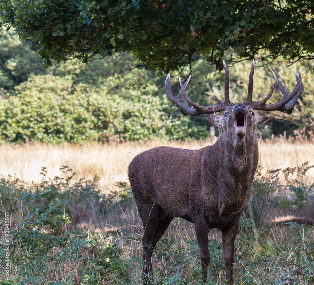 Fototapeta premium The deer of Richmond park, during the time of heat is a spectacle worth seeing with its great antlers ....