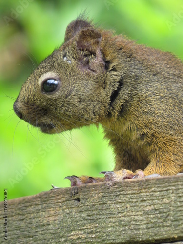 Garden squirrel on post, Denman Island, BC, Canada