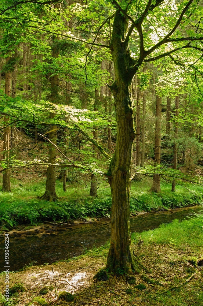 Beautiful and clean river Kamenice flowing through the woods and rocks