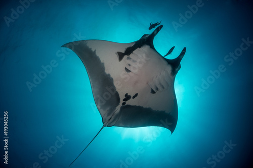 Giant Manta ray flying over the sun © Pedro