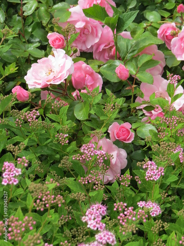 Large pink roses in garden, with ground cover, Denman Island, BC, Canada