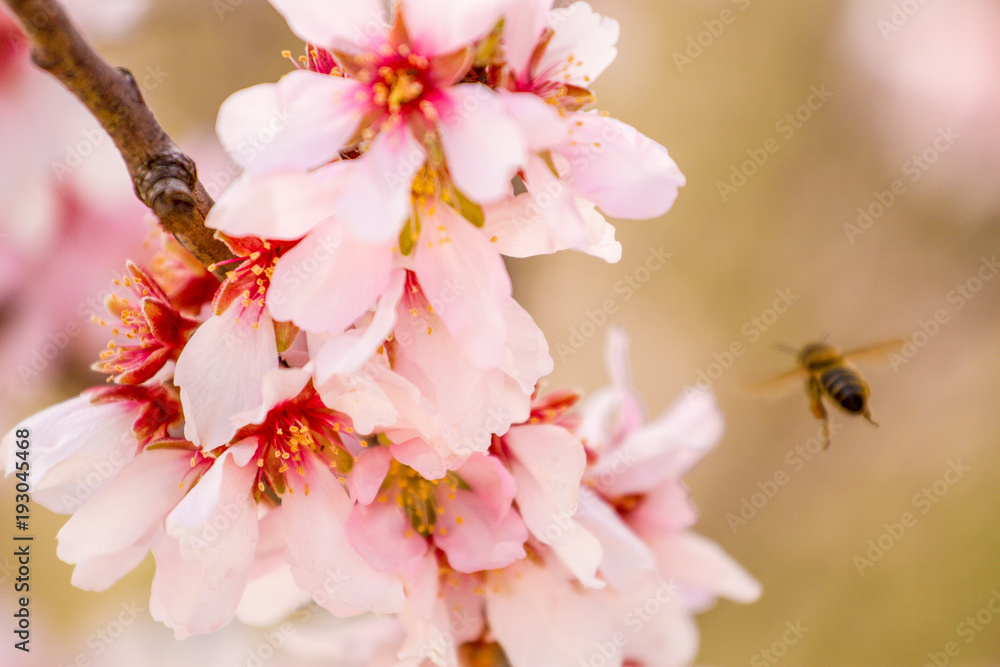 Honey bee gathering pollen from almond tree blossoms Honey bee gathering pollen from almond tree blossoms