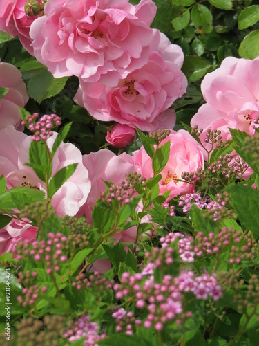 Large pink roses in garden, with ground cover, Denman Island, BC, Canada