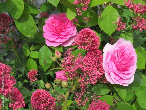 Large pink roses in garden, with ground cover, Denman Island, BC, Canada